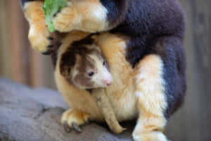 Tree Kangaroo With Joey Wallpaper