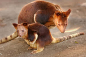 Tree Kangarooand Joey Candid Moment Wallpaper