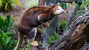 Tree Kangarooin Habitat.jpg Wallpaper