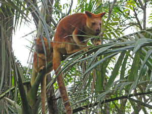 Tree Kangarooin Habitat.jpg Wallpaper