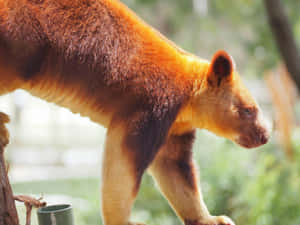 Tree Kangarooin Habitat.jpg Wallpaper