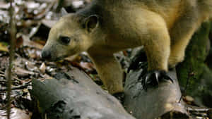 Tree Kangarooin Habitat.jpg Wallpaper