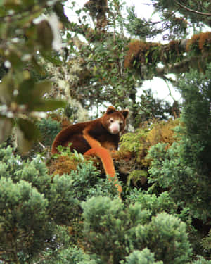 Tree Kangarooin Habitat.jpg Wallpaper