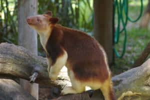 Tree Kangarooin Habitat.jpg Wallpaper