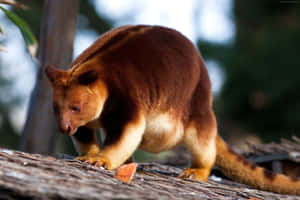 Tree Kangarooin Natural Habitat Wallpaper