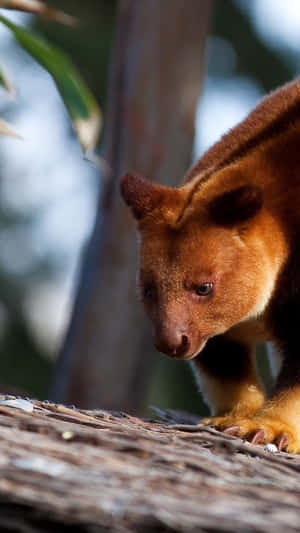 Tree Kangarooin Natural Habitat Wallpaper