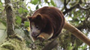 Tree Kangarooin Natural Habitat.jpg Wallpaper