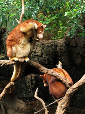 Tree Kangaroosin Habitat Wallpaper