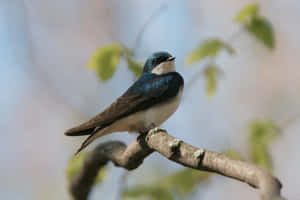 Tree Perched Swallow.jpg Wallpaper
