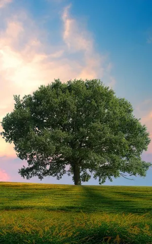 Tree Phone Green Meadow Wallpaper