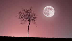 Tree Silhouette And Pink Moon Wallpaper