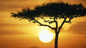 Tree Silhouette In Masai Mara National Reserve Wallpaper