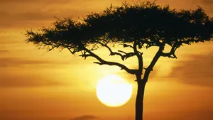 Tree Silhouette In Masai Mara National Reserve Wallpaper