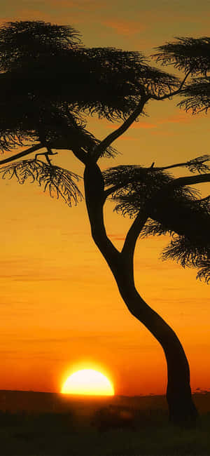 Tree Silhouette Portrait In Masai Mara Wallpaper