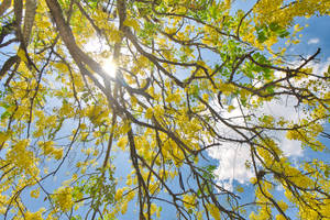 Tree Under Sunlight In Honduras Wallpaper