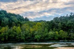 Trees Along Cumberland River Kentucky Wallpaper