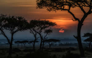 Trees At Masai Mara National Reserve Wallpaper