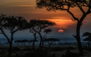 Trees At Masai Mara National Reserve Wallpaper