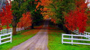 Trees Autumn Outlook Path And Garden Wallpaper