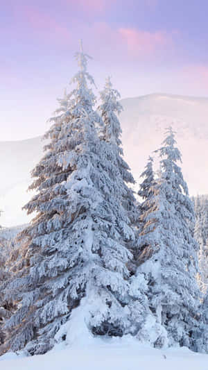 Trees Covered In Snow Iphone Wallpaper