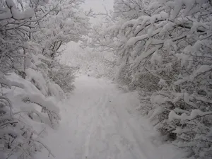Trees Covered In Thick Snow Wallpaper