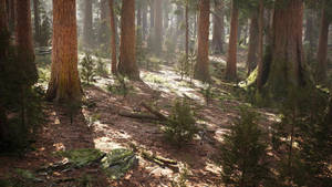 Trees In A Dried Redwood Forest Wallpaper