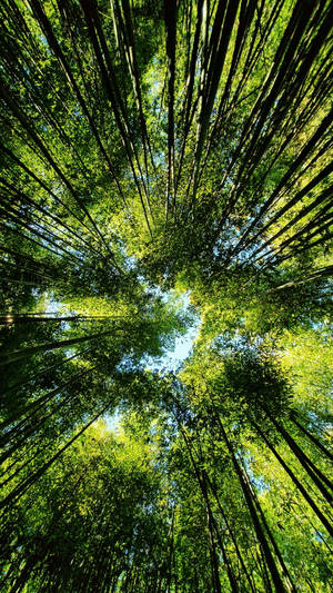 Trees In Bamboo Forest Iphone Wallpaper