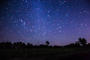 Trees Under A Bright Starry Night Wallpaper