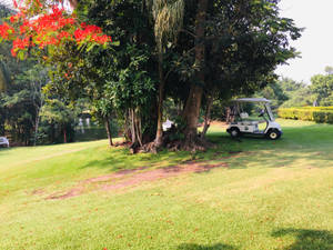 Trees With Flowers Growing On Golf Course Wallpaper