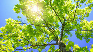 Treetop Sunlight Close-up Laptop Wallpaper