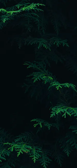 Trendsetter Black Iphone Teamed With Refreshing Green Ferns Wallpaper Wallpaper