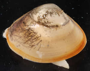 Tresus Clam Shell Wallpaper