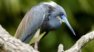 Tricolored Heron Elegance Wallpaper