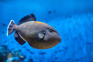 Triggerfish Swimming Blue Water Background Wallpaper