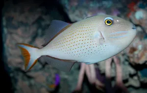 Triggerfish Swimming Near Coral Reef Wallpaper