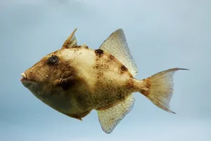 Triggerfish Swimming Underwater Wallpaper