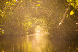 Trinidad And Tobago Caroni Swamp Wallpaper