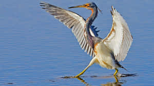 Triumphant Heron Spreads Wings Wallpaper