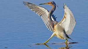 Triumphant Heron Spreads Wings Wallpaper