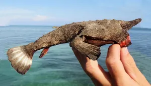 Tropical Batfish Swimming In Ocean Depths Wallpaper