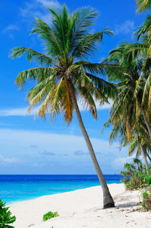 Tropical Beach Paradise Wallpaper