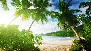 Tropical Beach Paradise With Palm Trees Wallpaper