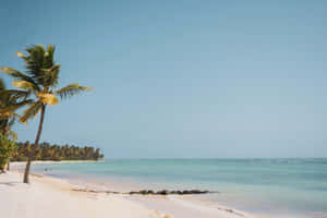Tropical Beach Serenity Wallpaper