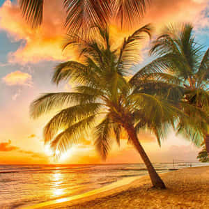 Tropical Beach Sunset Wallpaper