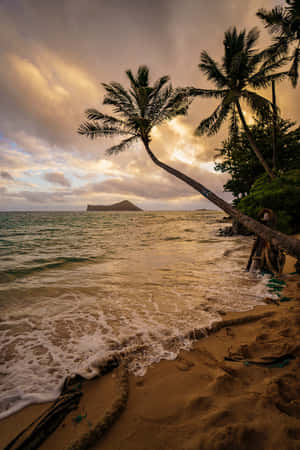 Tropical Beach Sunset Palm Trees Wallpaper