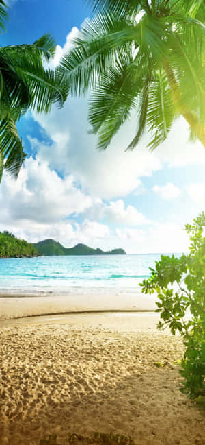 Tropical Beach With Palm Trees And Ocean Wallpaper