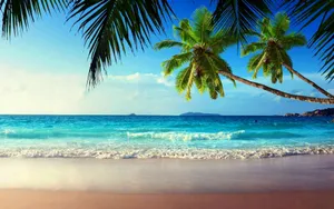 Tropical Beach With Palm Trees Ocean Waves Wallpaper