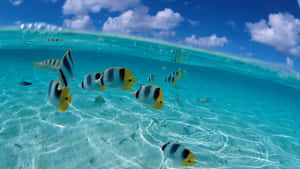 Tropical_ Butterflyfish_ School_ Underwater Wallpaper
