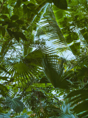 Tropical_ Canopy_ Underneath_ View.jpg Wallpaper