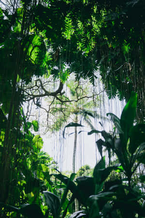 Tropical_ Canopy_ View.jpg Wallpaper